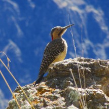 Another bird at Cruz del Condor